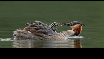 Grebe Feeding Chick